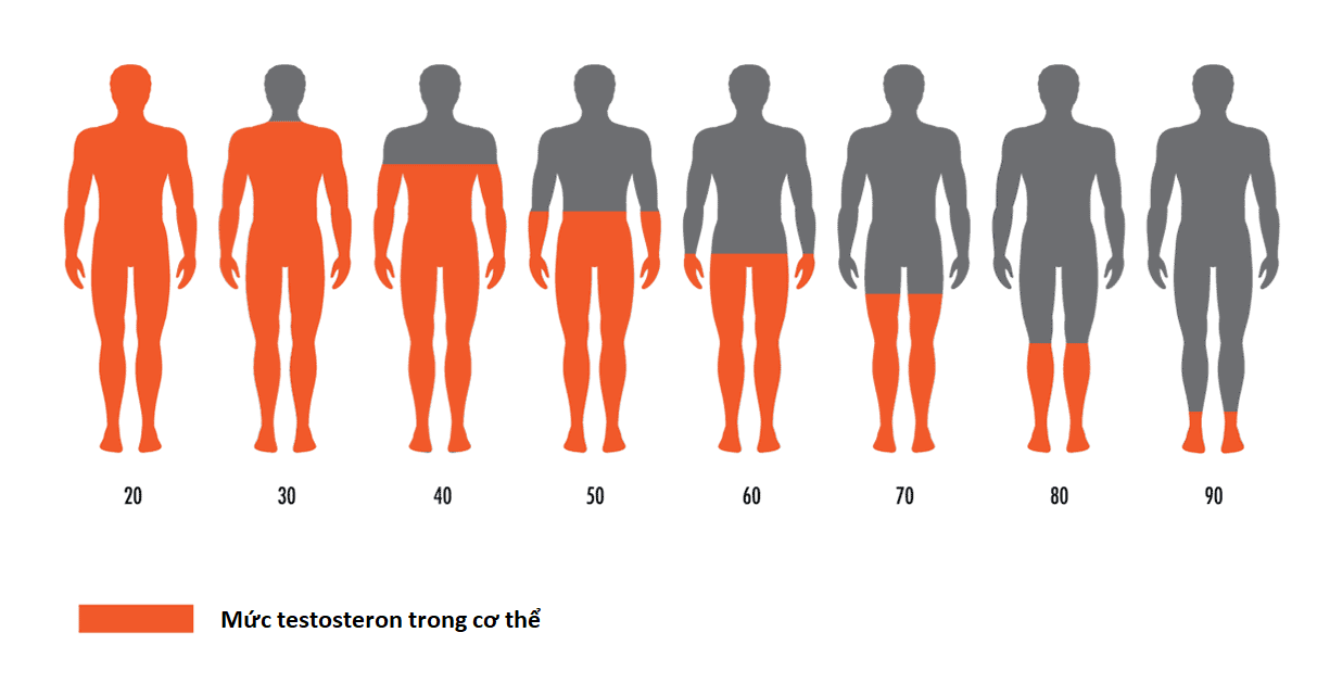 Mức testosteron trong cơ thể giảm dần theo thời gian