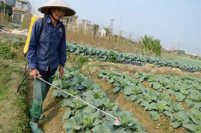 Phun thuốc trừ sâu khiến rau có chất độc, hại đại tràng