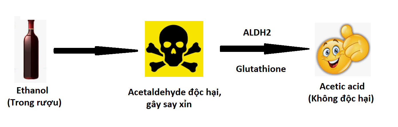 Quá trình chuyển hóa rượu bia trong gan