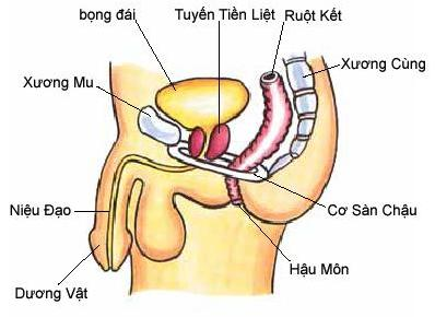 Xác định đúng vị trí cơ sàn chậu là bước không thể thiếu trong bài tập Kegel